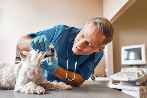 Best Pediatric Emergency Dentist in Munroe Falls, OH